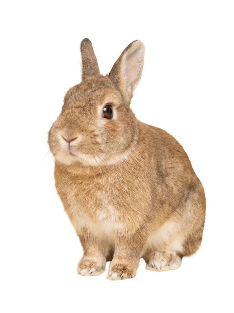 Animales